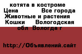 котята в костроме › Цена ­ 2 000 - Все города Животные и растения » Кошки   . Вологодская обл.,Вологда г.